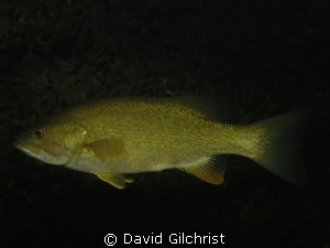Bass sp. Canon S100, 1/1000 f/8 Flash 1/16 power by David Gilchrist 